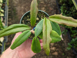 Hoya ilagiorum