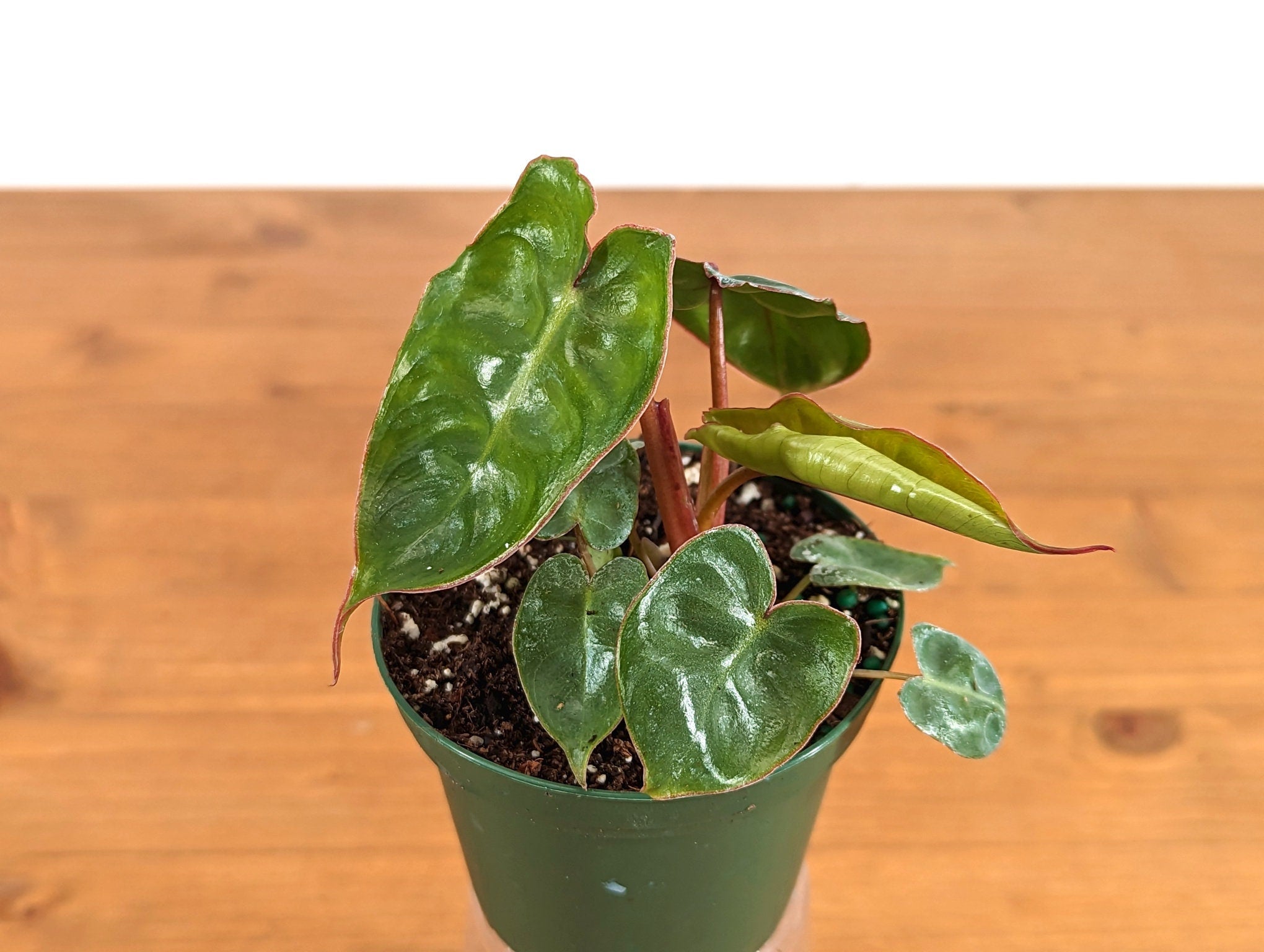Philodendron Billietiae Starter Plant in 3 inch pot