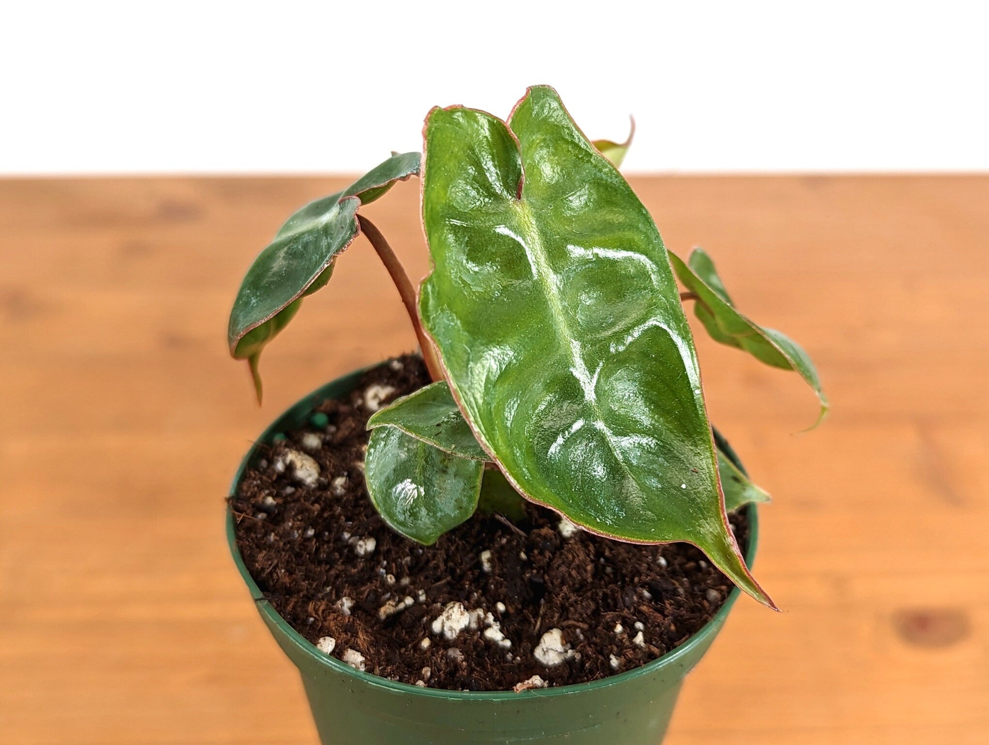 Philodendron Billietiae Starter Plant in 3 inch pot