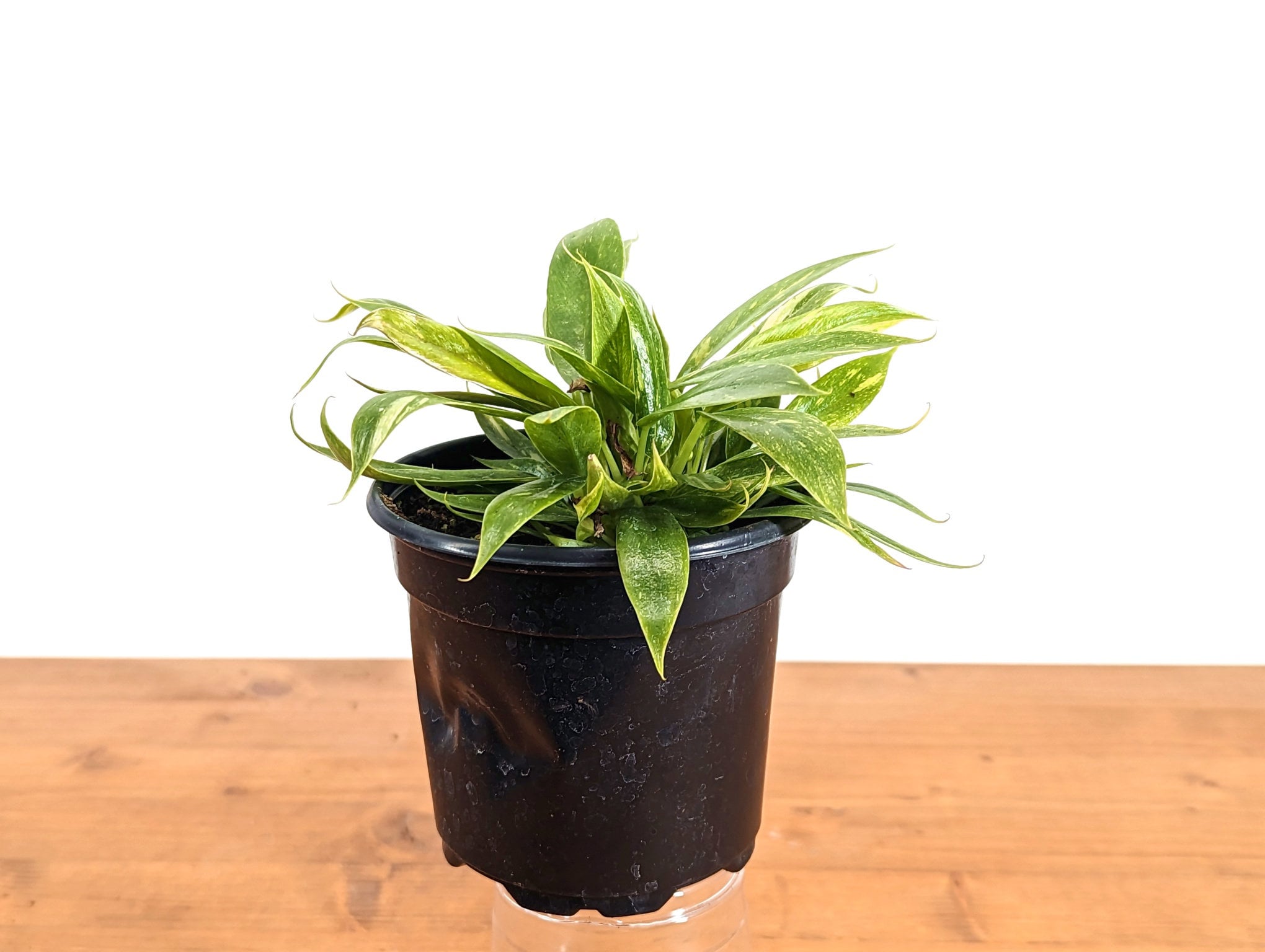 Philodendron Ring of Fire - 4 inch pot