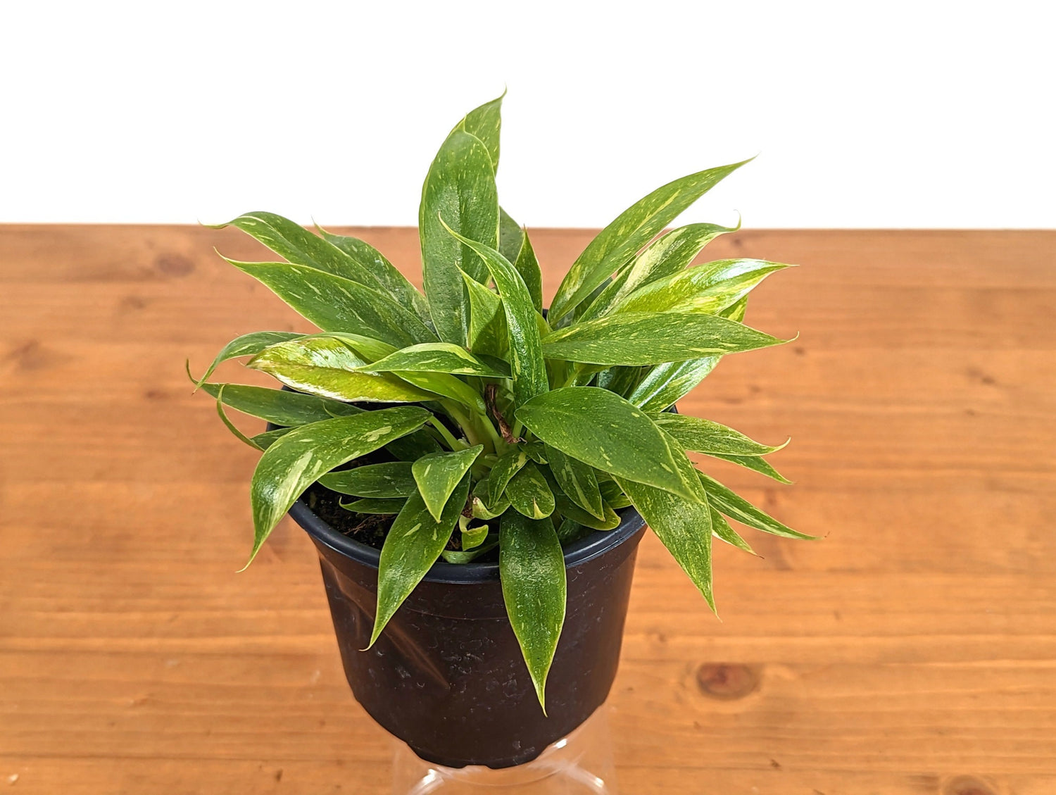 Philodendron Ring of Fire - 4 inch pot