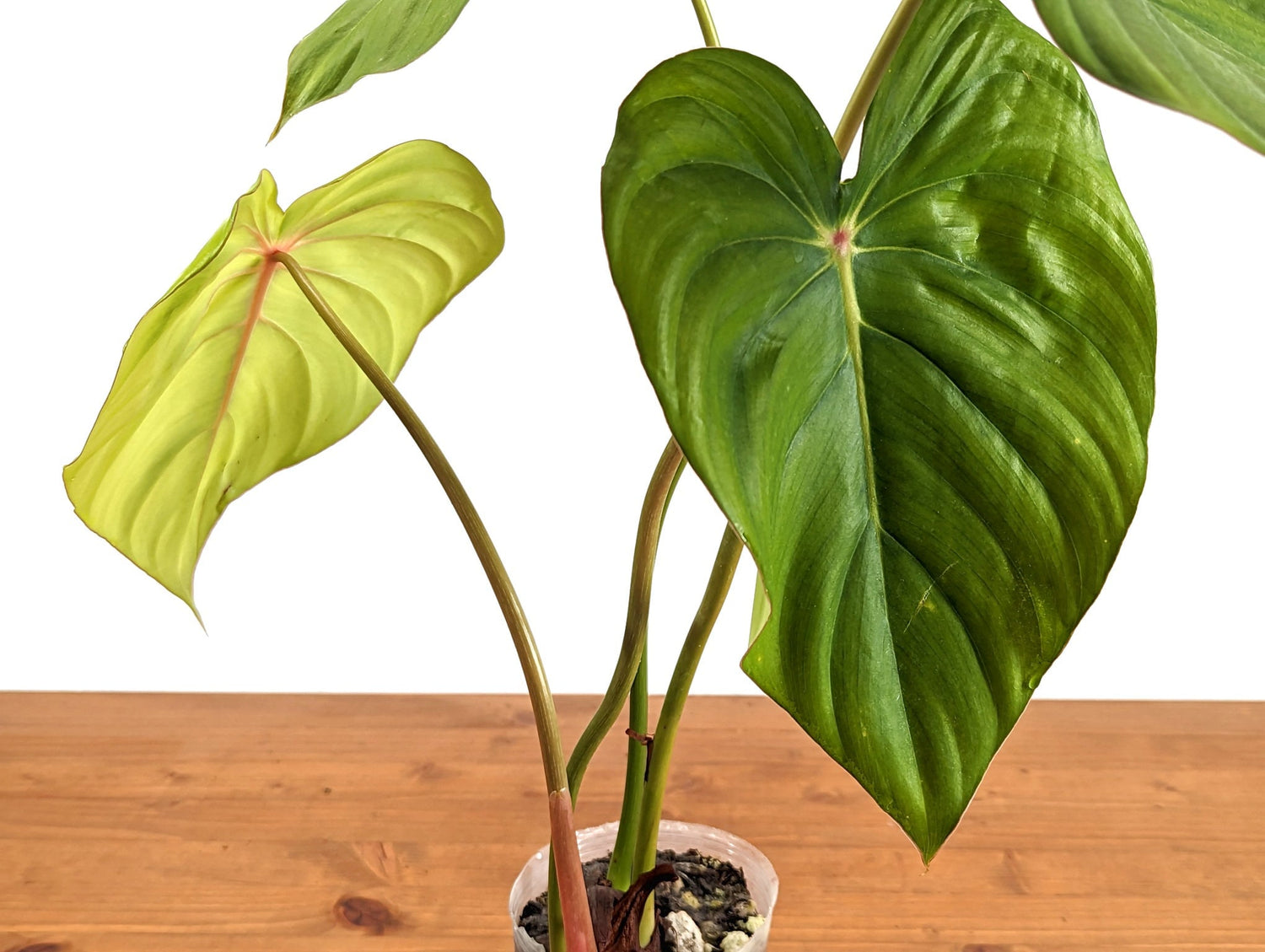 Philodendron Pastazanum &