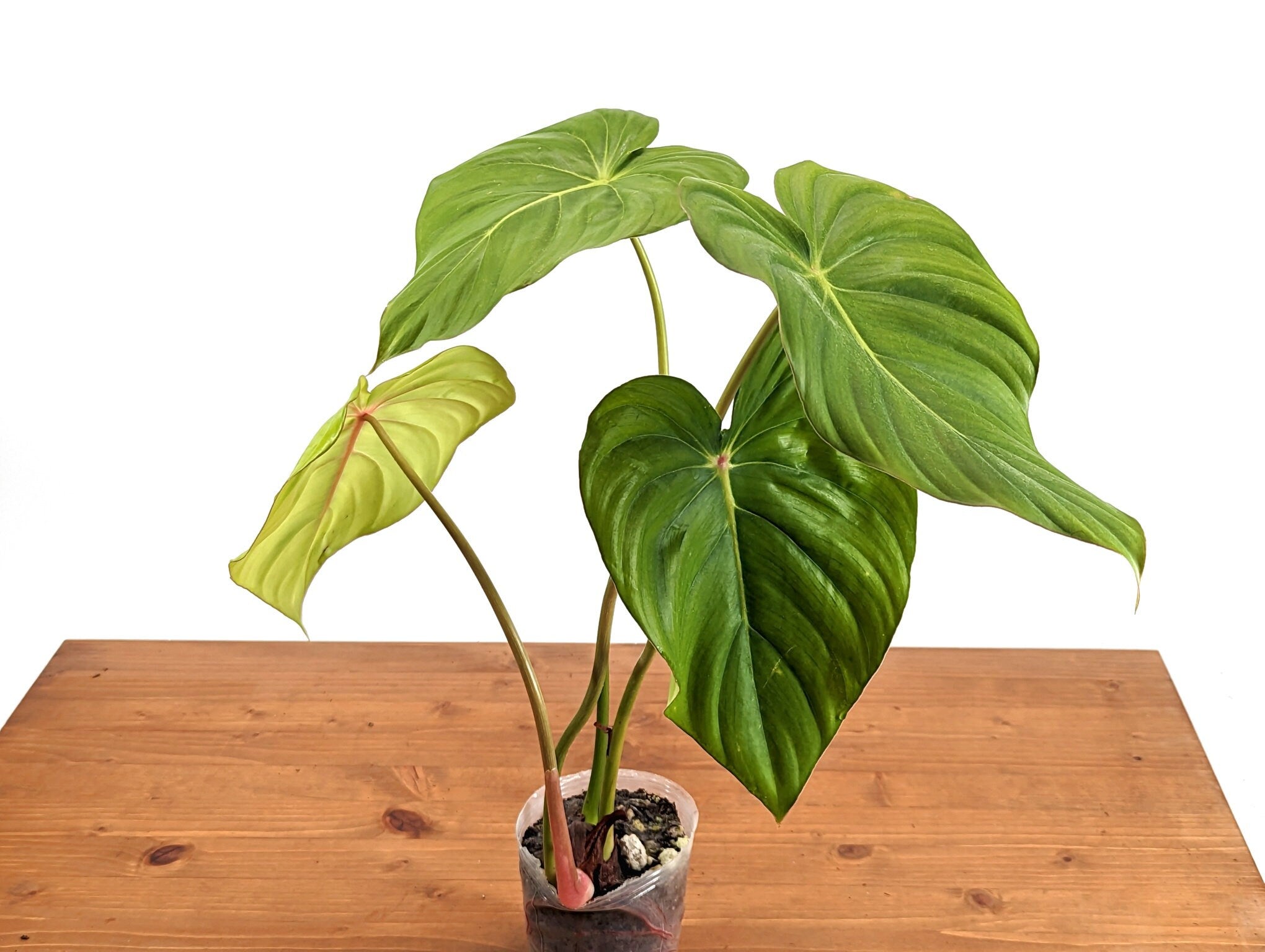 Philodendron Pastazanum &