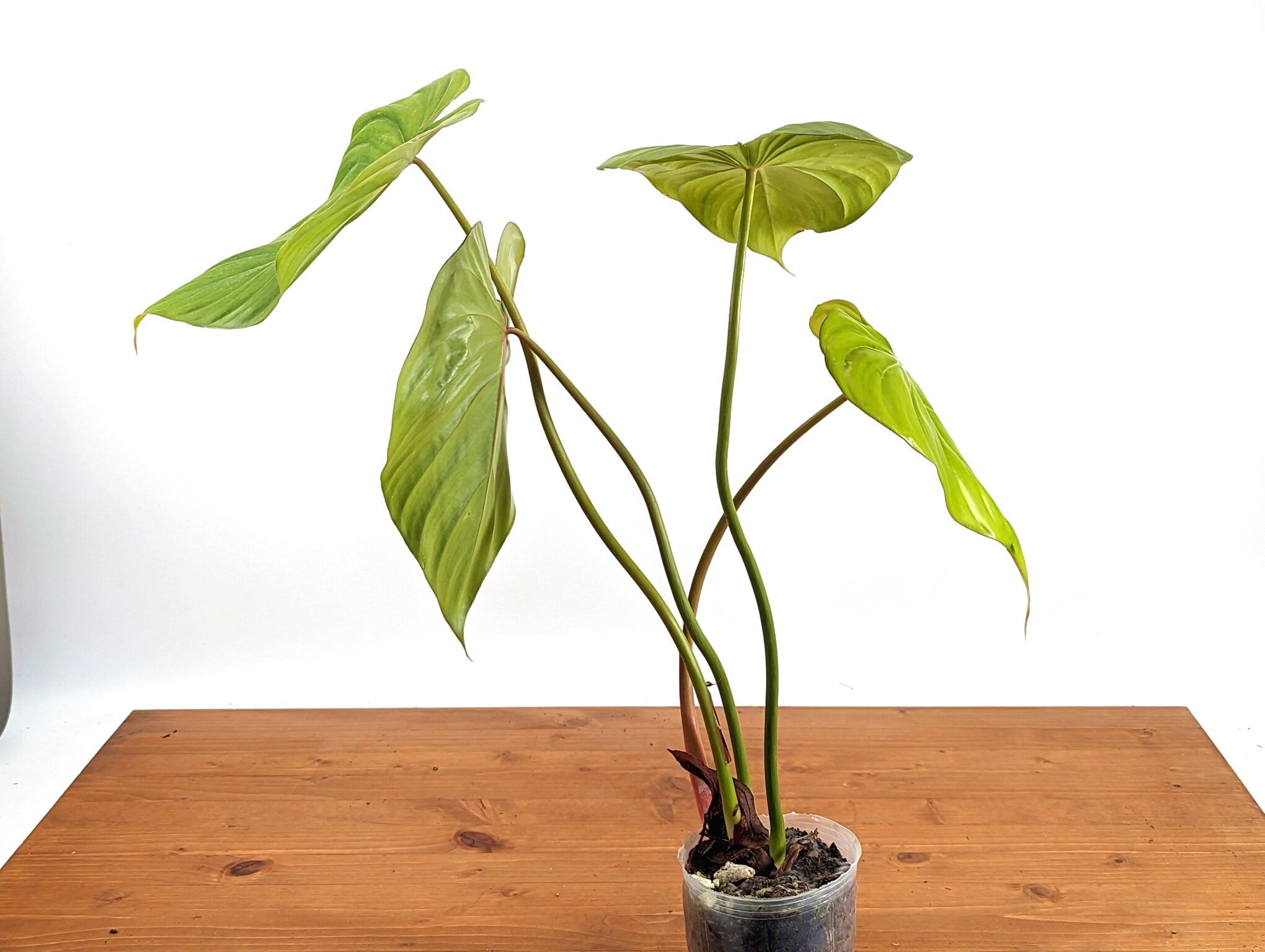 Philodendron Pastazanum &