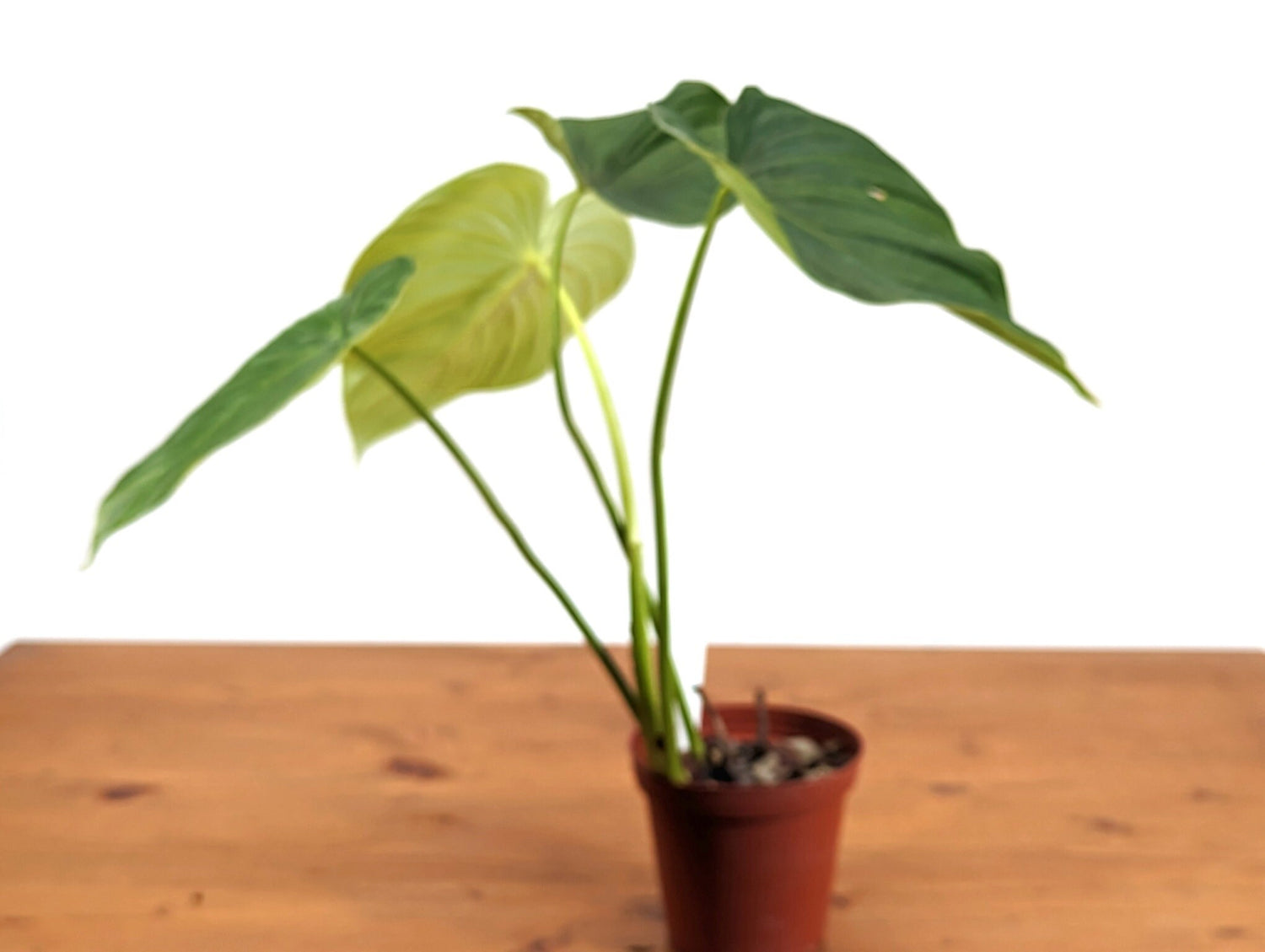 Philodendron Pastazanum Exact Plant 4 inch pot