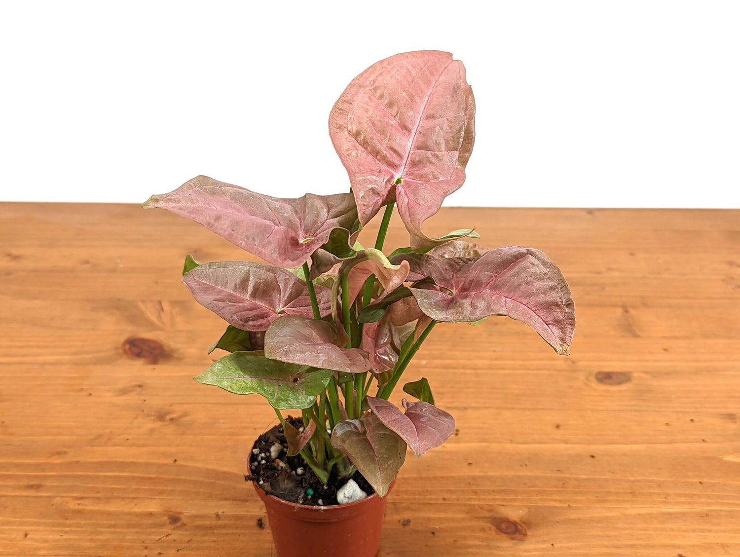 Syngonium Pink Neon Robusta 3 inch pot Live Arrowhead House Plant