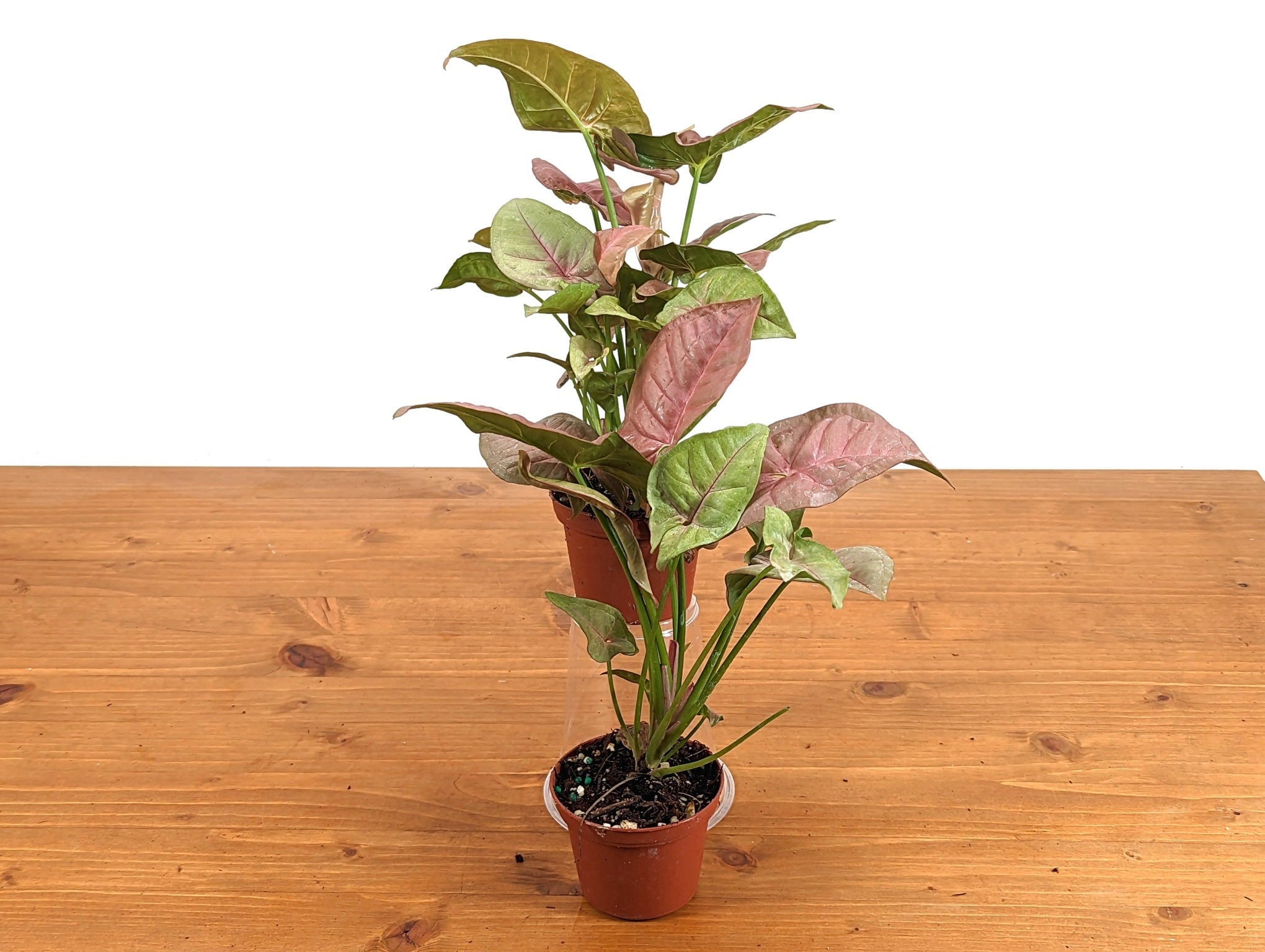 Syngonium Pink Neon Robusta 3 inch pot Live Arrowhead House Plant