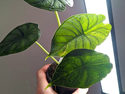 Variegated Alocasia Dragon Scale  | 4 inch pot Exact Plant 