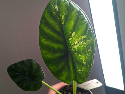 Variegated Alocasia Dragon Scale  | 4 inch pot Exact Plant 