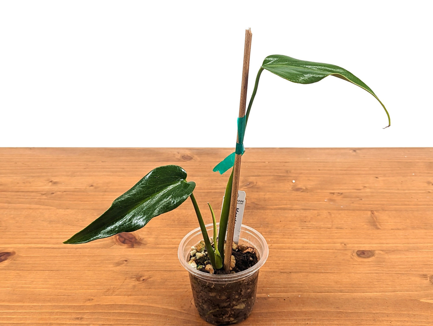 Monstera Burle Marx Flame Rooted Exact Live Plant - 4 inch pot 