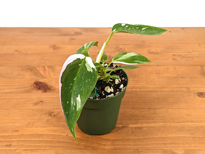 Philodendron White Princess 3 Inch Pot Starter Plant
