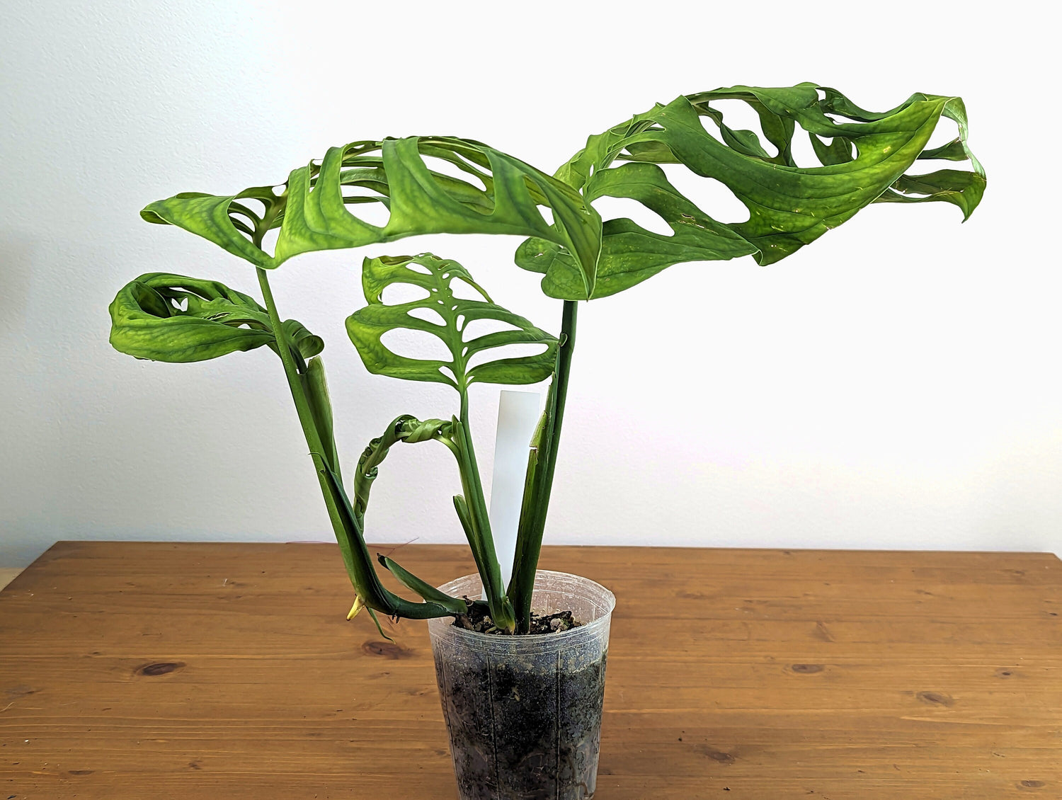 Monstera Esqueleto Large Fully Rooted with Vine - Exact Plant - 4 Inch Pot
