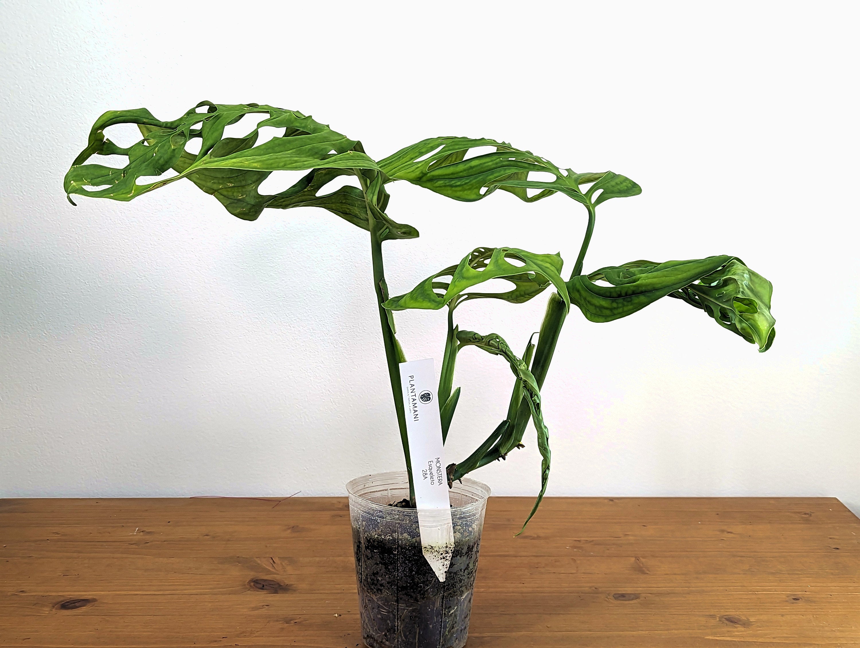 Monstera Esqueleto Large Fully Rooted with Vine - Exact Plant - 4 Inch Pot