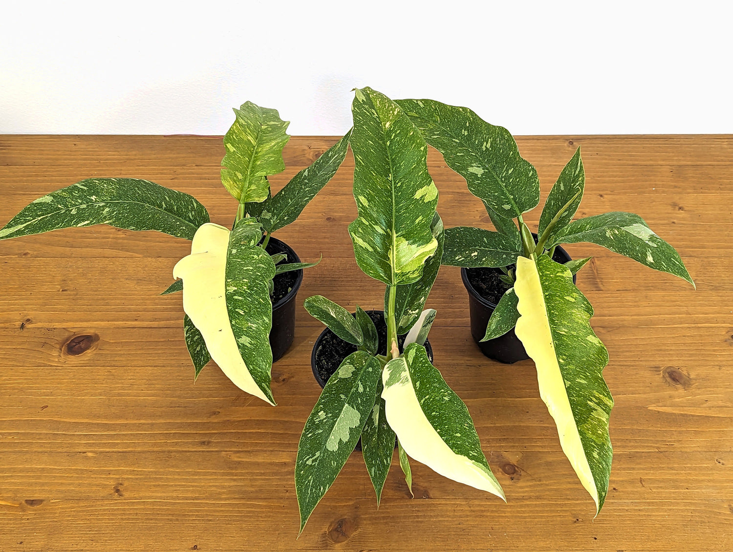 Philodendron Ring of Fire Half Moon Variegated - 4  inch pot Grower&