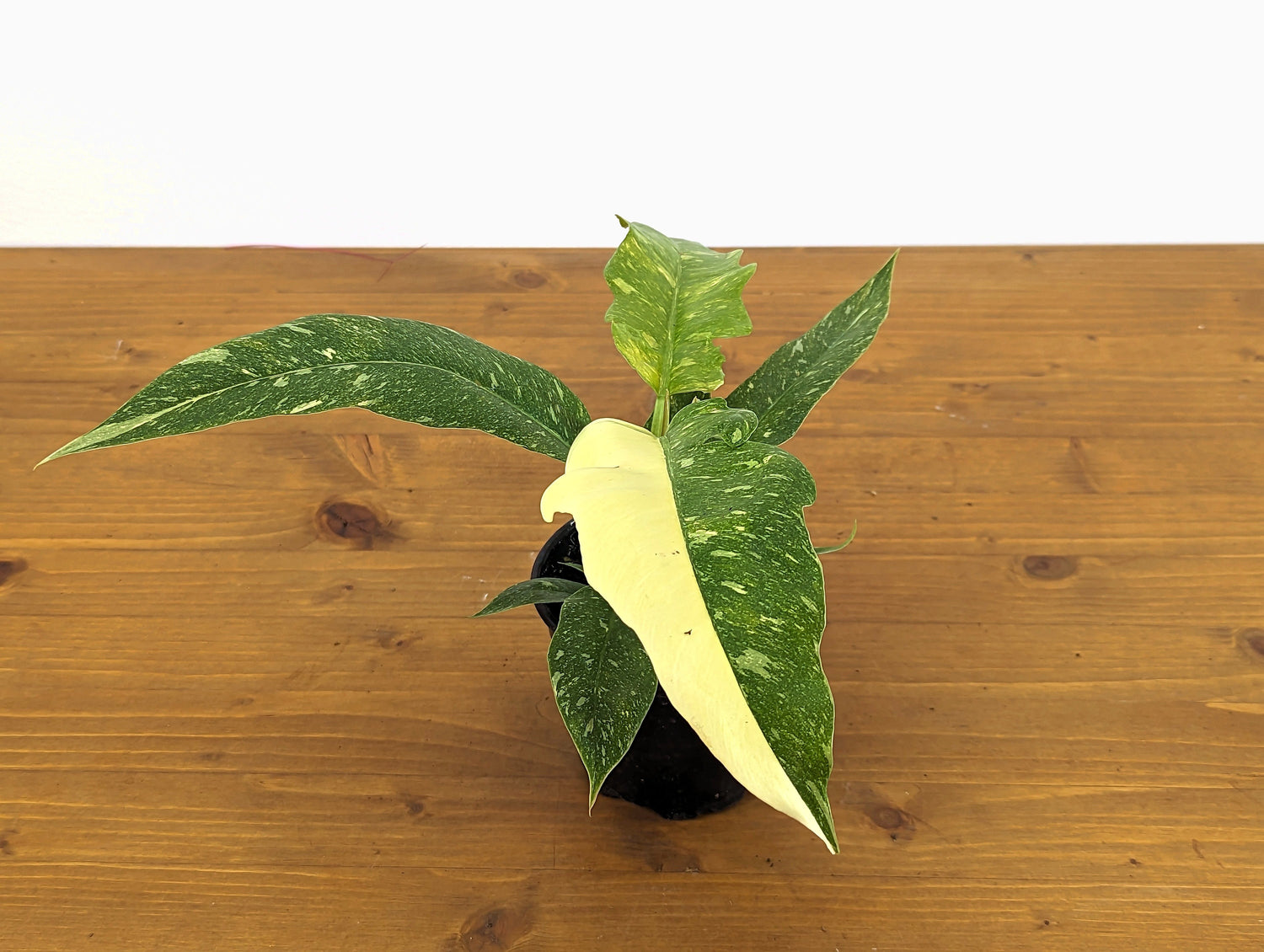 Philodendron Ring of Fire Half Moon Variegated - 4  inch pot Grower&