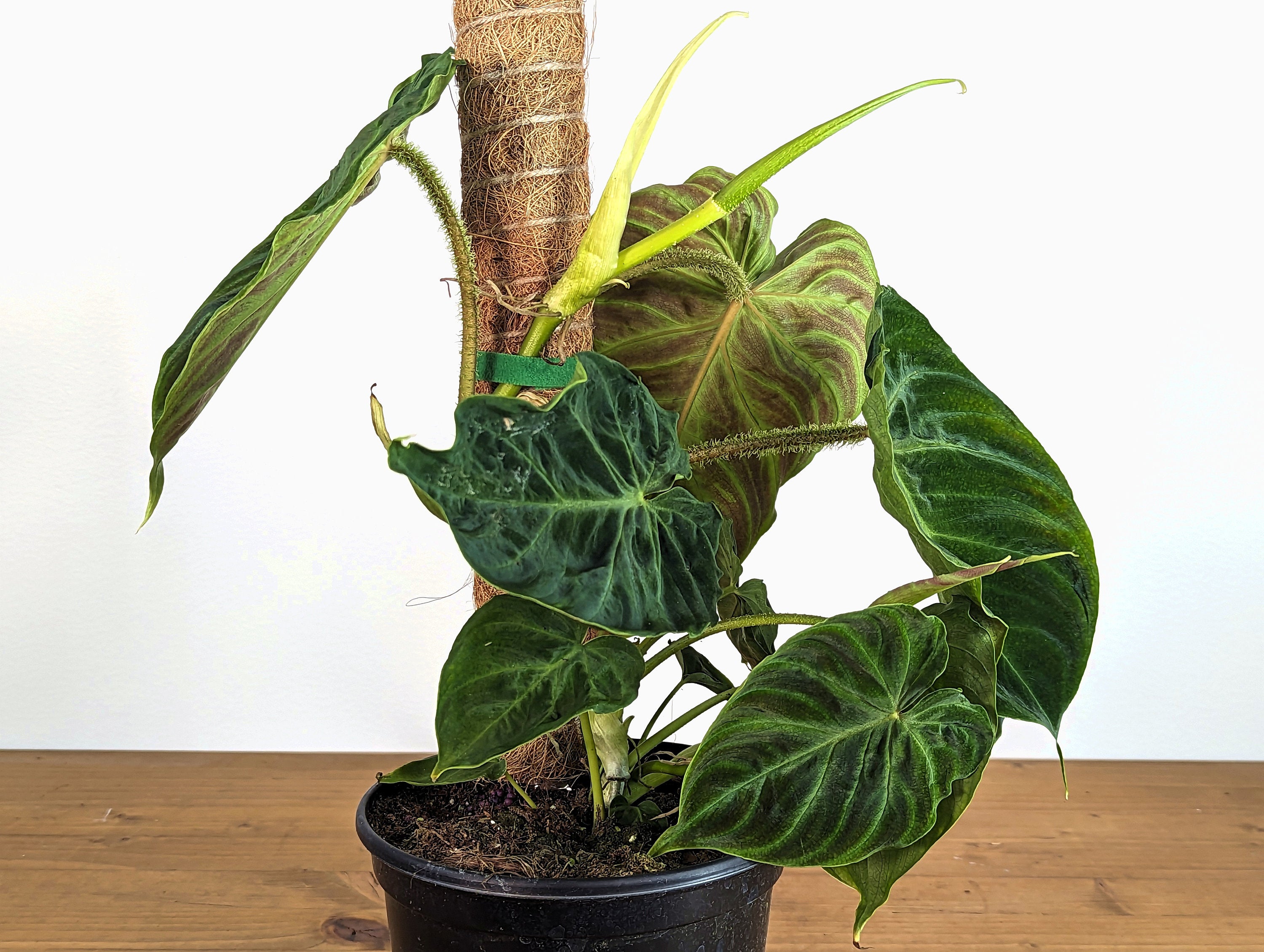 Philodendron Verrucosum | 6 Inch Pot + Coco Pole