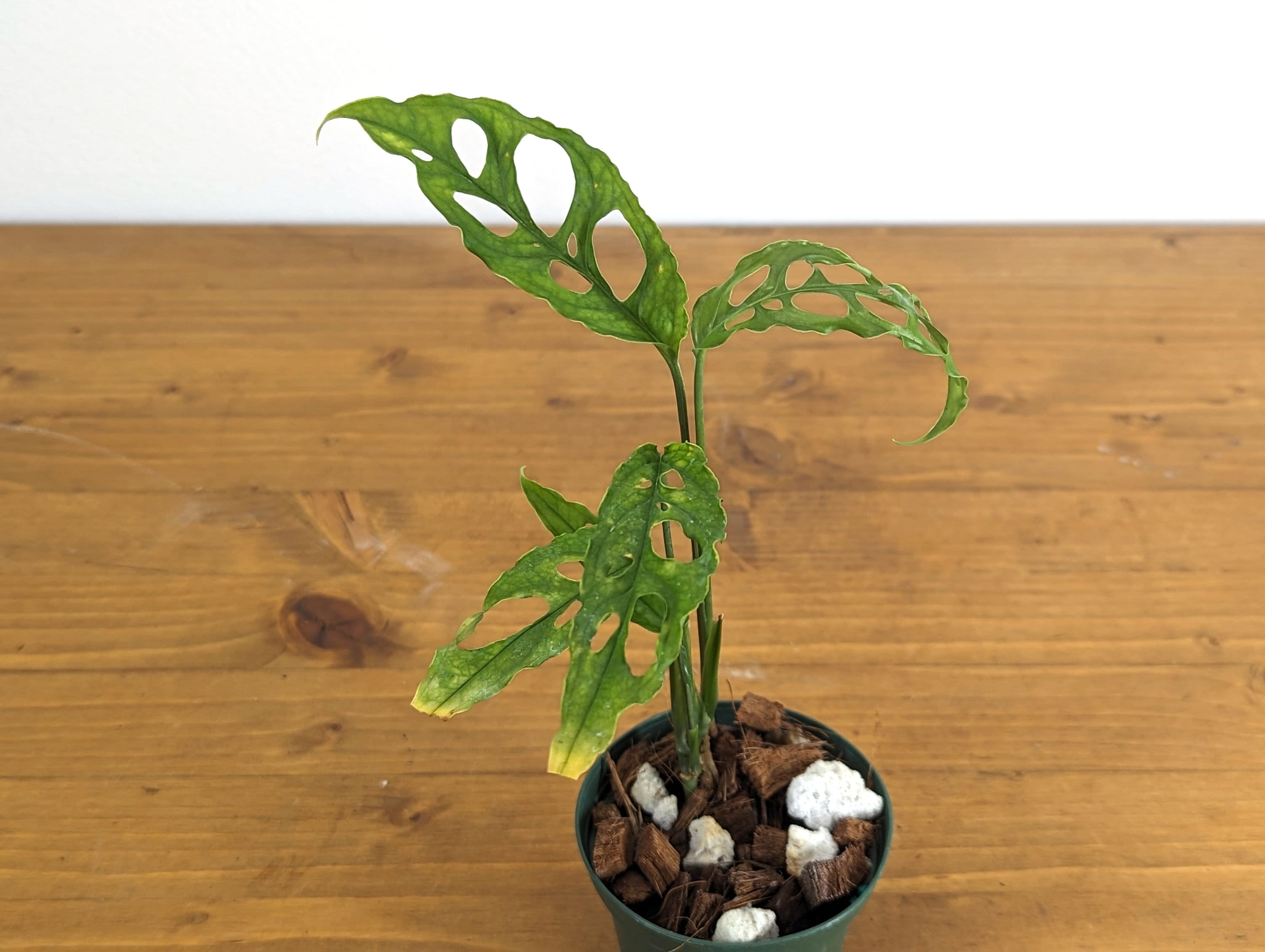 Monstera Obliqua Peru - 3 inch pot Grower&