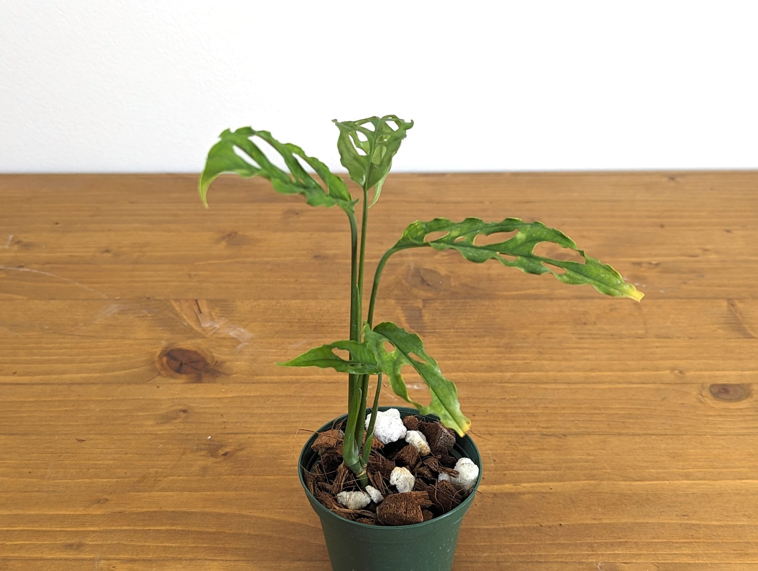 Monstera Obliqua Peru - 3 inch pot Grower&