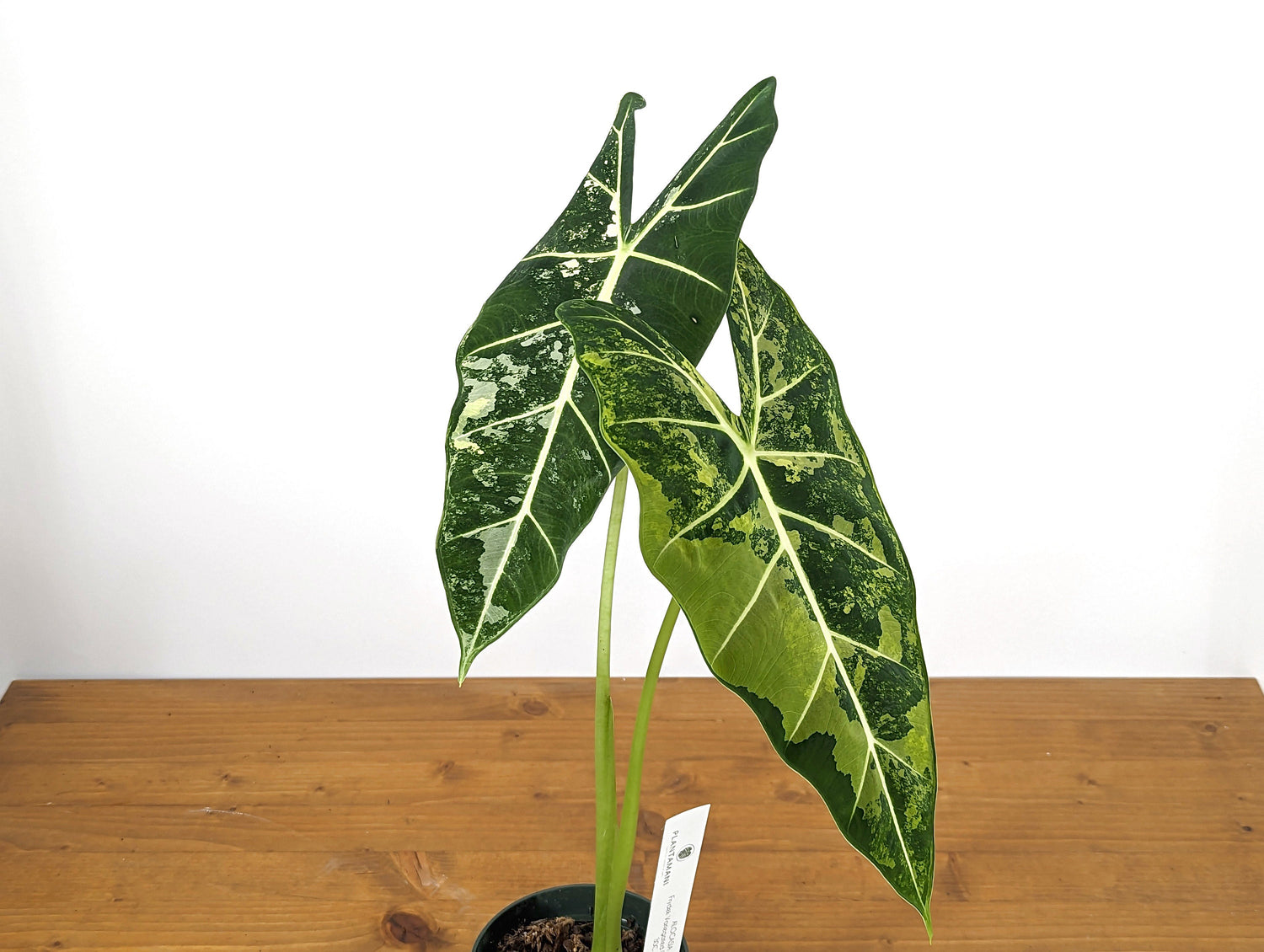Variegated Alocasia Frydek - Mature &amp; Rooted - Choose Your Exact Plant