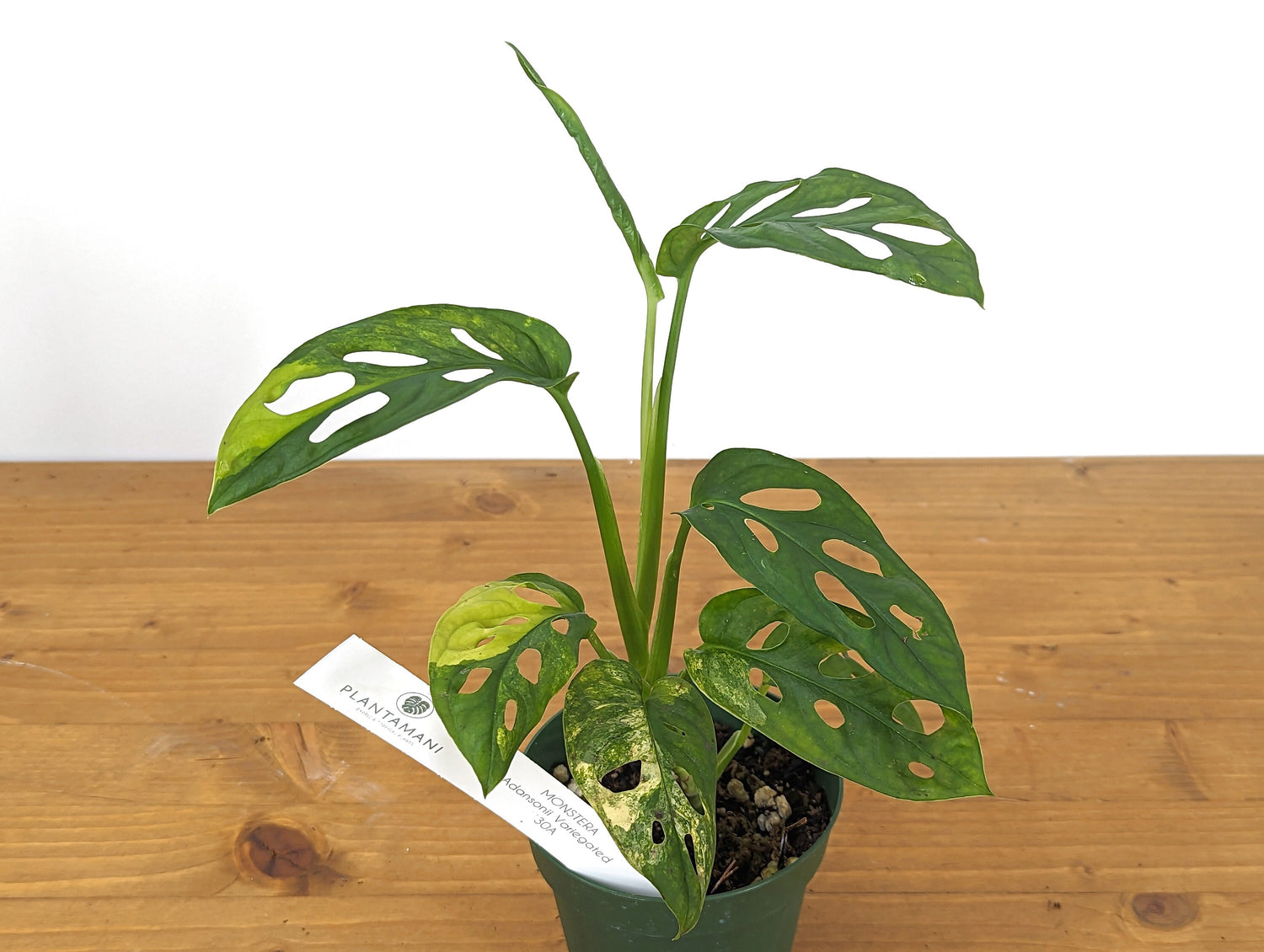 Rare Monstera adansonii Aurea - 4 inch pot Pick Your Plant