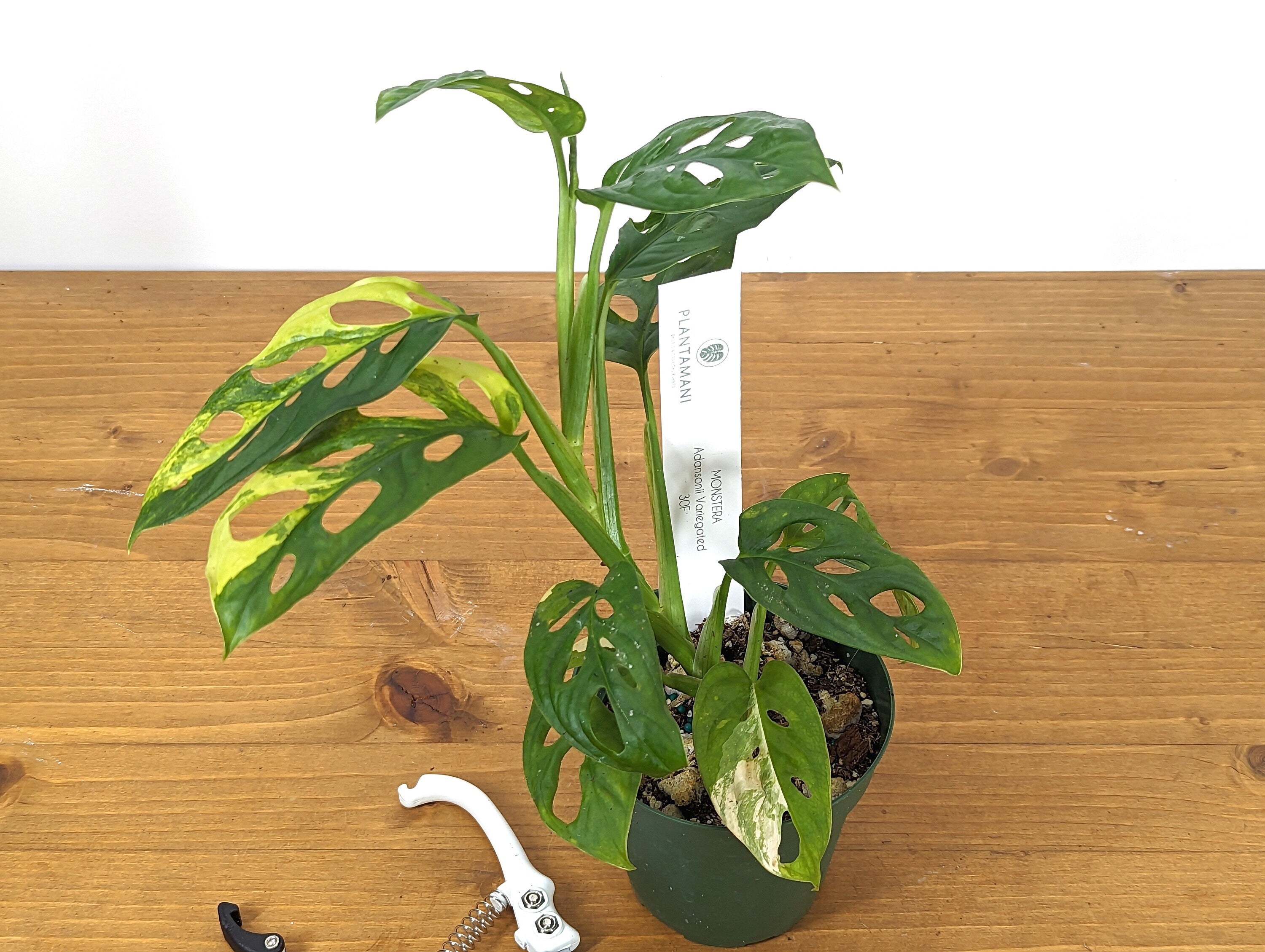 Rare Monstera adansonii Aurea - 4 inch pot Pick Your Plant