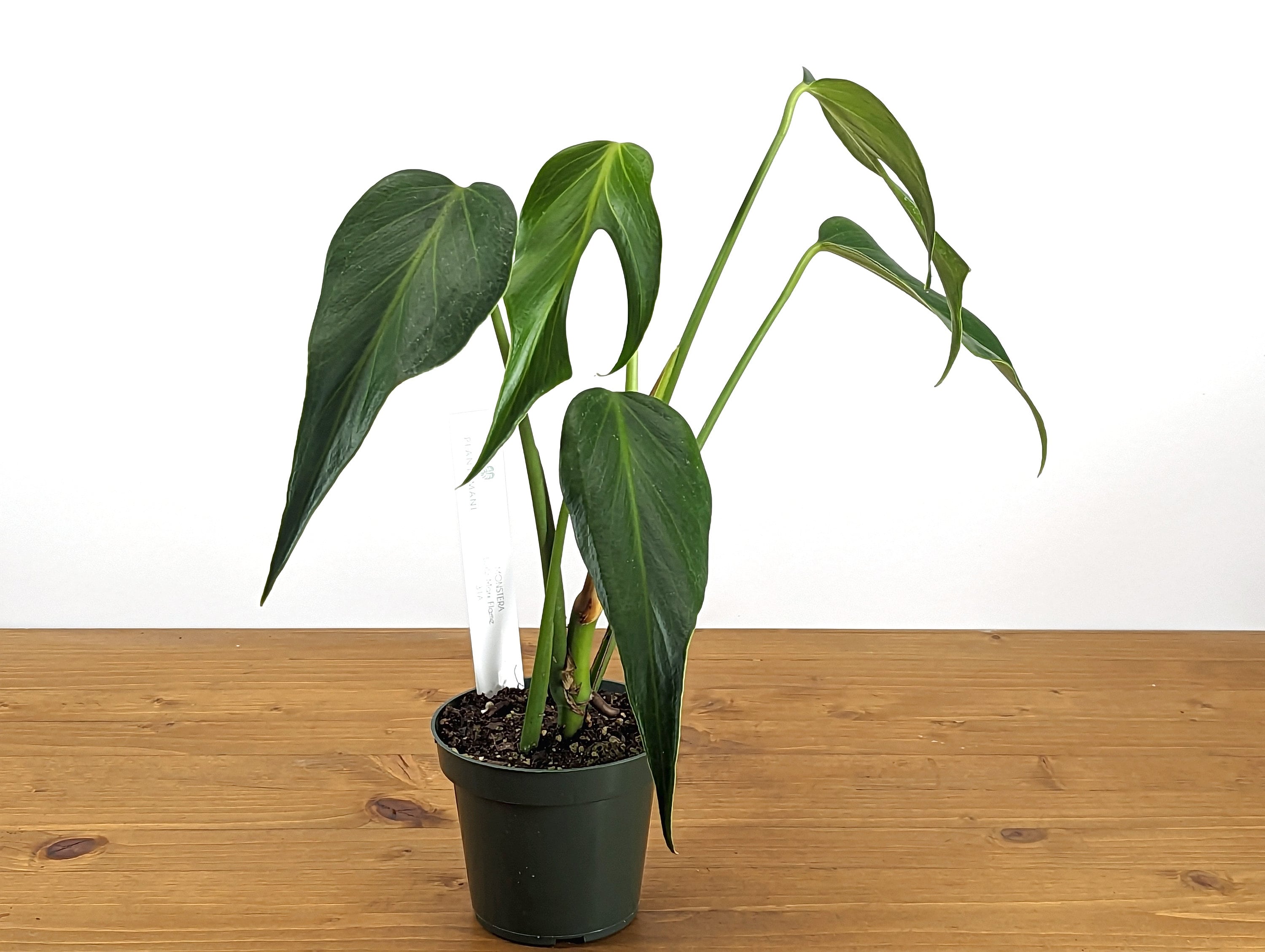Monstera Burle Marx Flame Exact Specimen Plant with Split Leaves