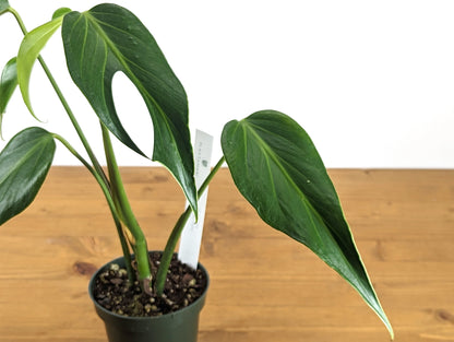 Monstera Burle Marx Flame Exact Specimen Plant with Split Leaves