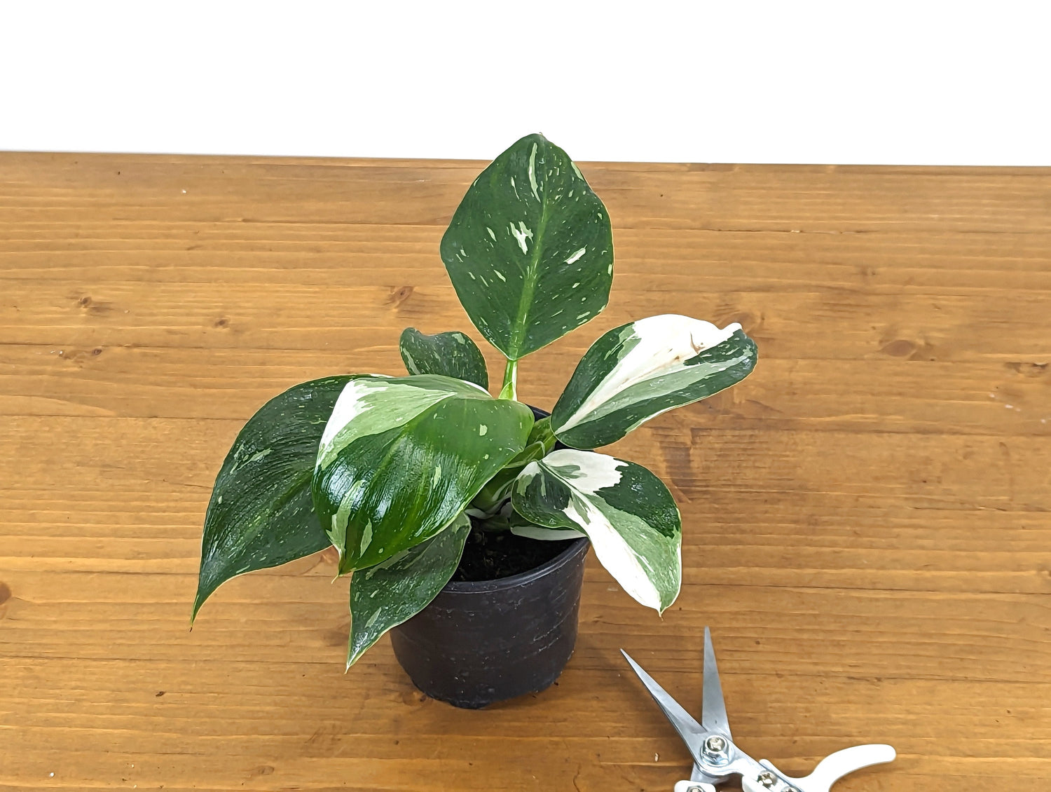 Philodendron Punctata (similar to White Wizard) 4 inch pot