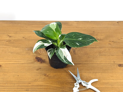 Philodendron Punctata (similar to White Wizard) 4 inch pot