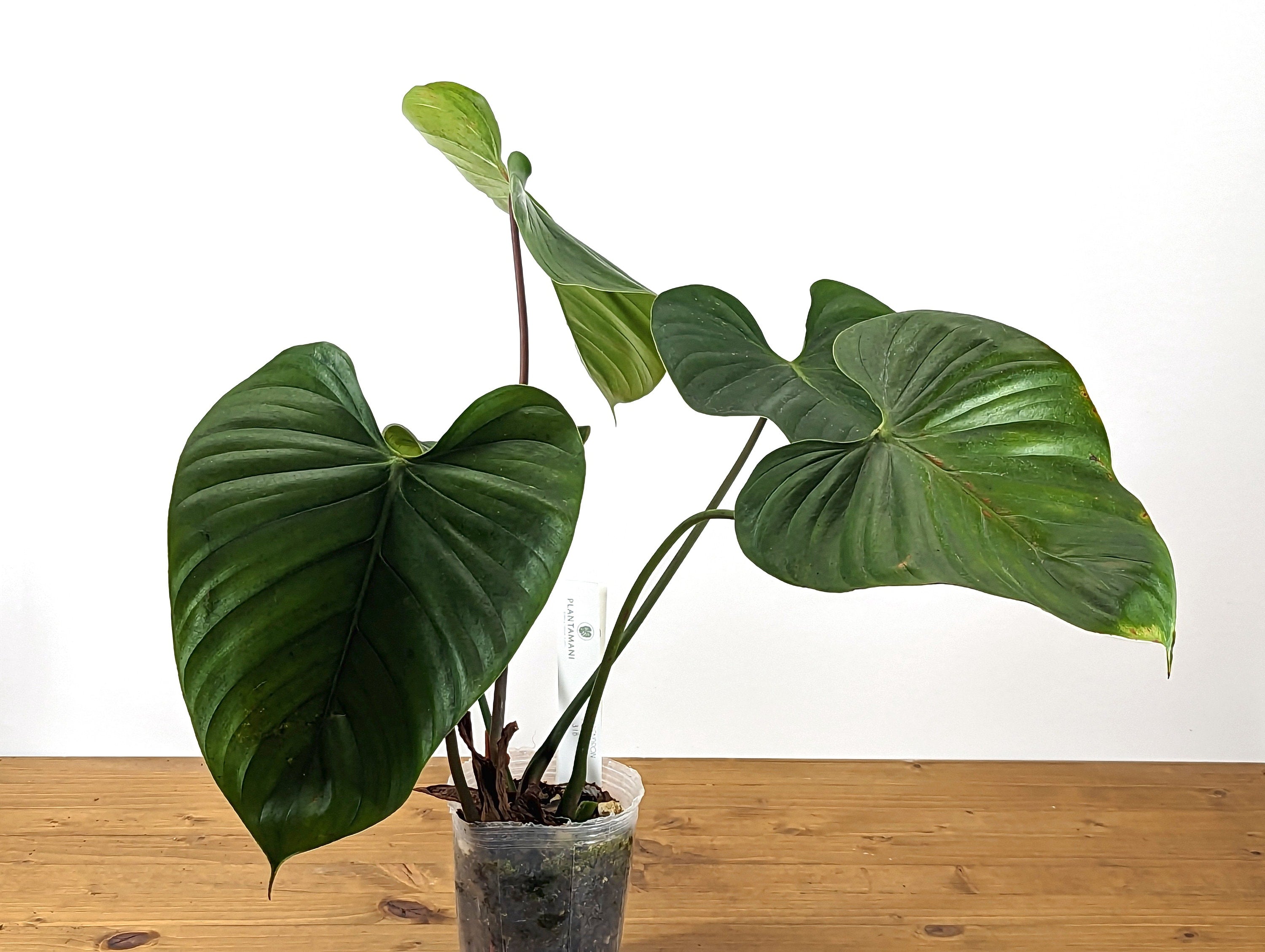 Philodendron lynamii - 4 Inch Pot - Choose Your Plant