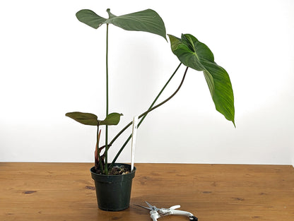 Philodendron lynamii - 4 Inch Pot - Choose Your Plant