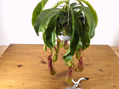Nepenthes Alata 6 inch Hanging basket pot Live Tropical Plant