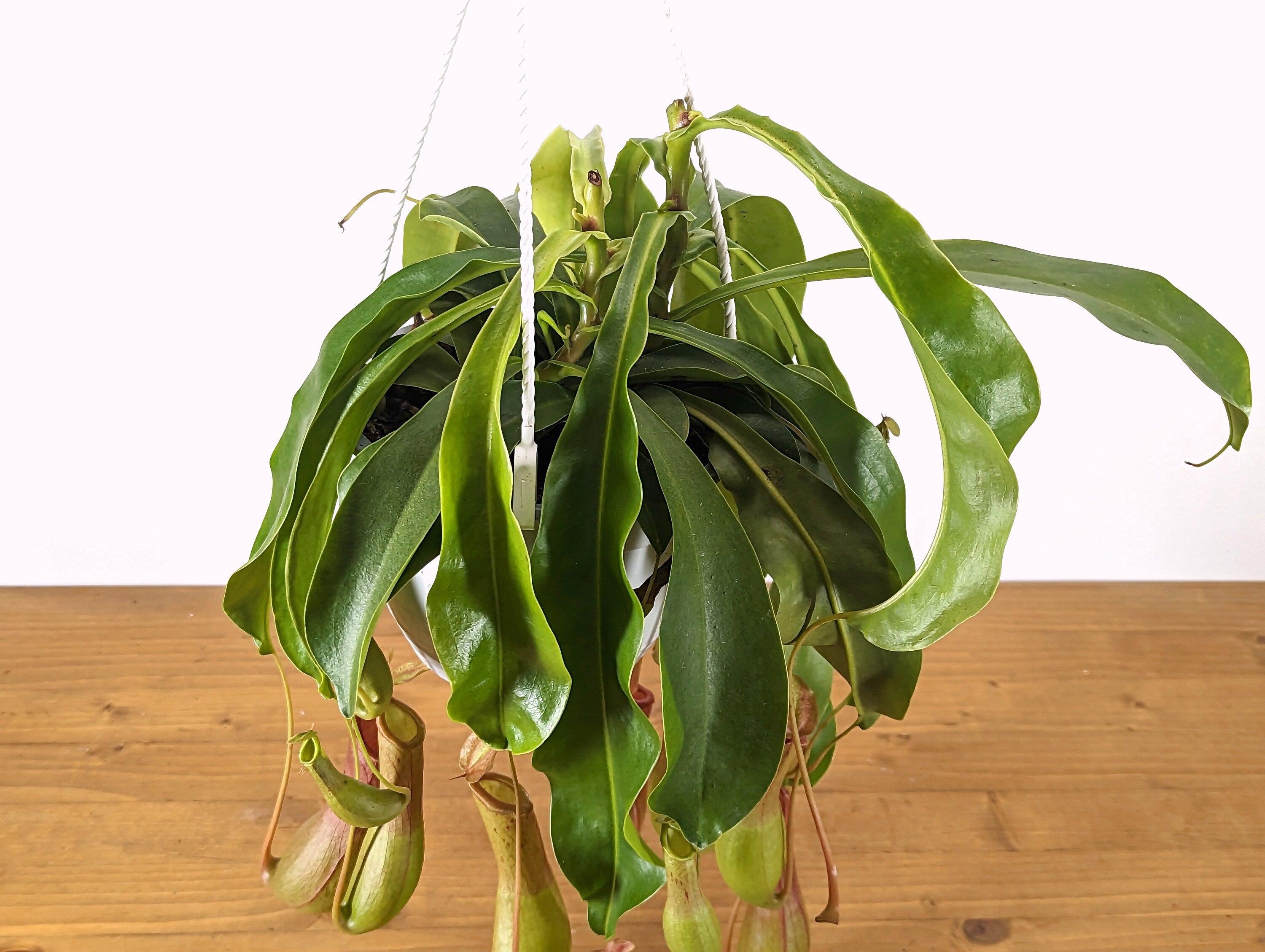 Nepenthes Alata 6 inch Hanging basket pot Live Tropical Plant