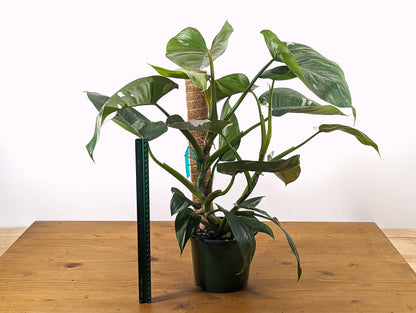 Philodendron White Princess XL Live Plant 6 inch pot with Coco Pole  12&quot;+