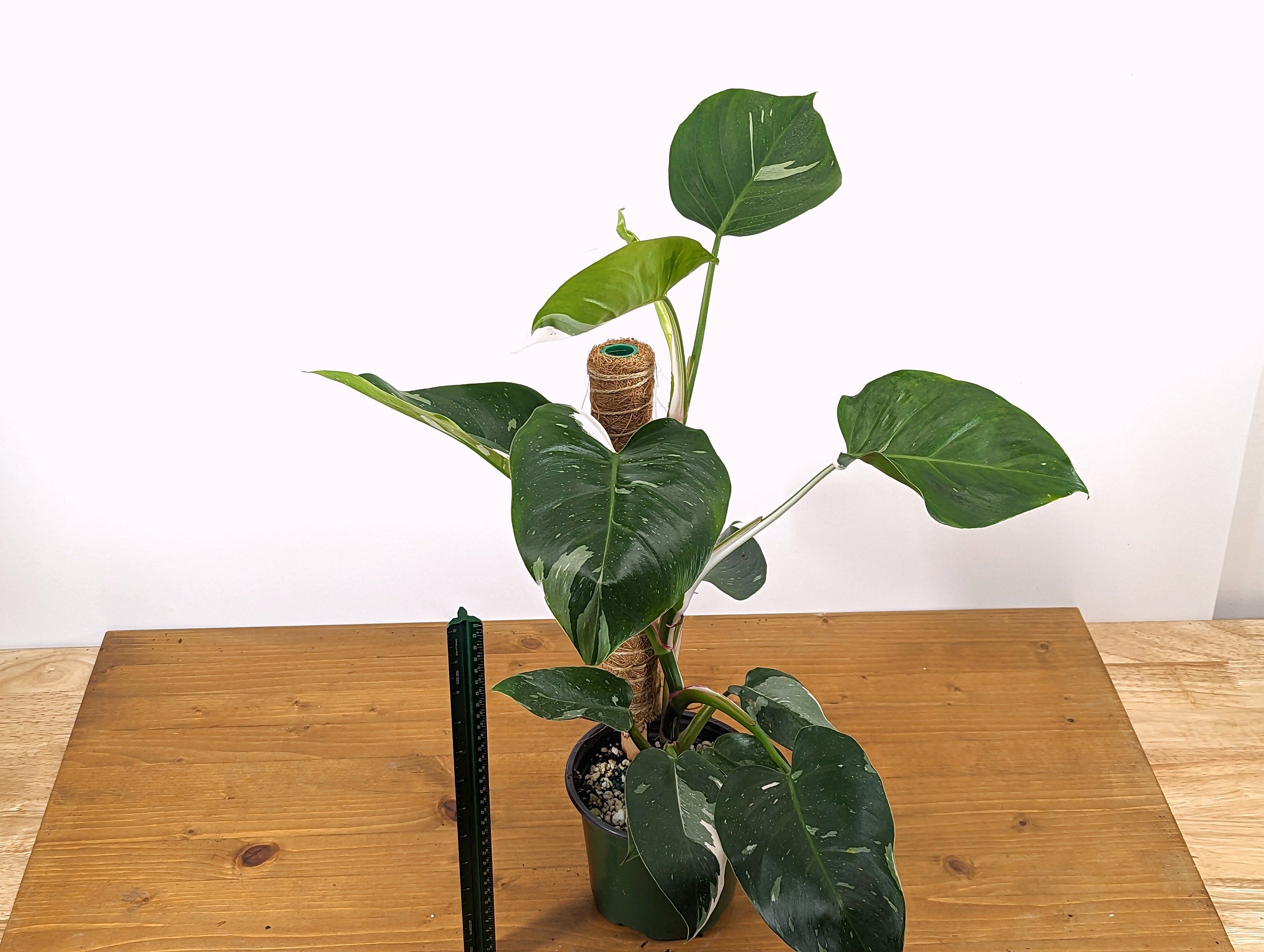 Philodendron White Princess XL Live Plant 6 inch pot with Coco Pole  12&quot;+