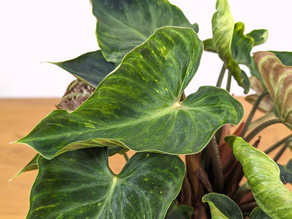 Philodendron Verrucosum Variegated | 6 Inch Pot