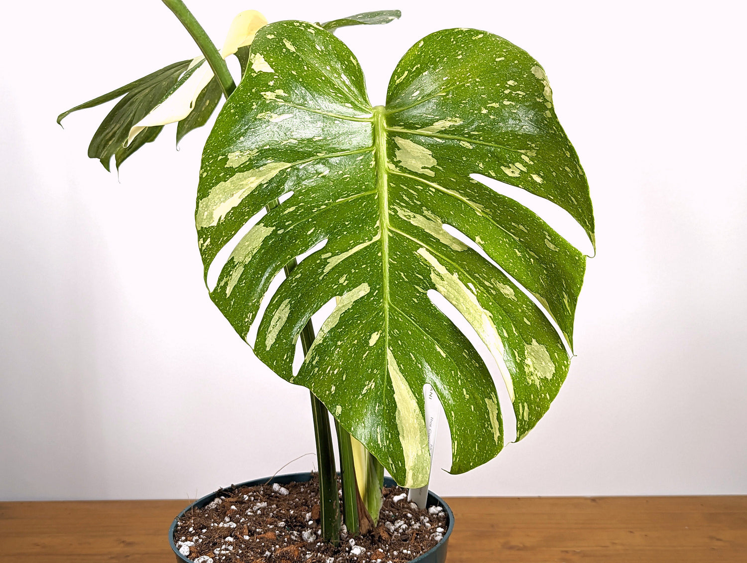 Monstera Thai Constellation Creme Brulee with Albo Traits 8 inch pot - Exact Plant Pictured
