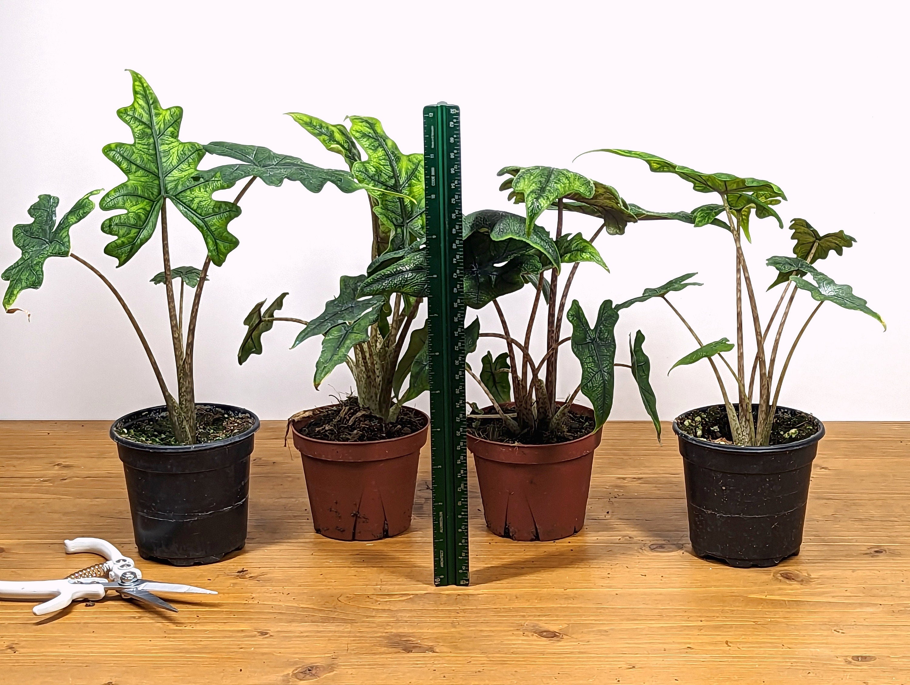 Alocasia Jacklyn tandurusa - 2 plants per pot