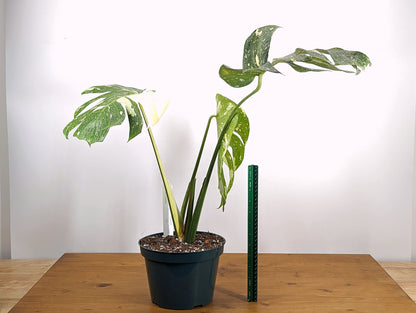 Monstera Thai Constellation Creme Brulee with Albo Traits 8 inch pot - Exact Plant Pictured