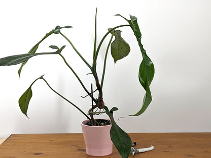 Philodendron Joepii Exact Plant