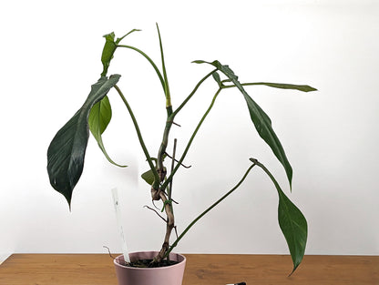 Philodendron Joepii Exact Plant