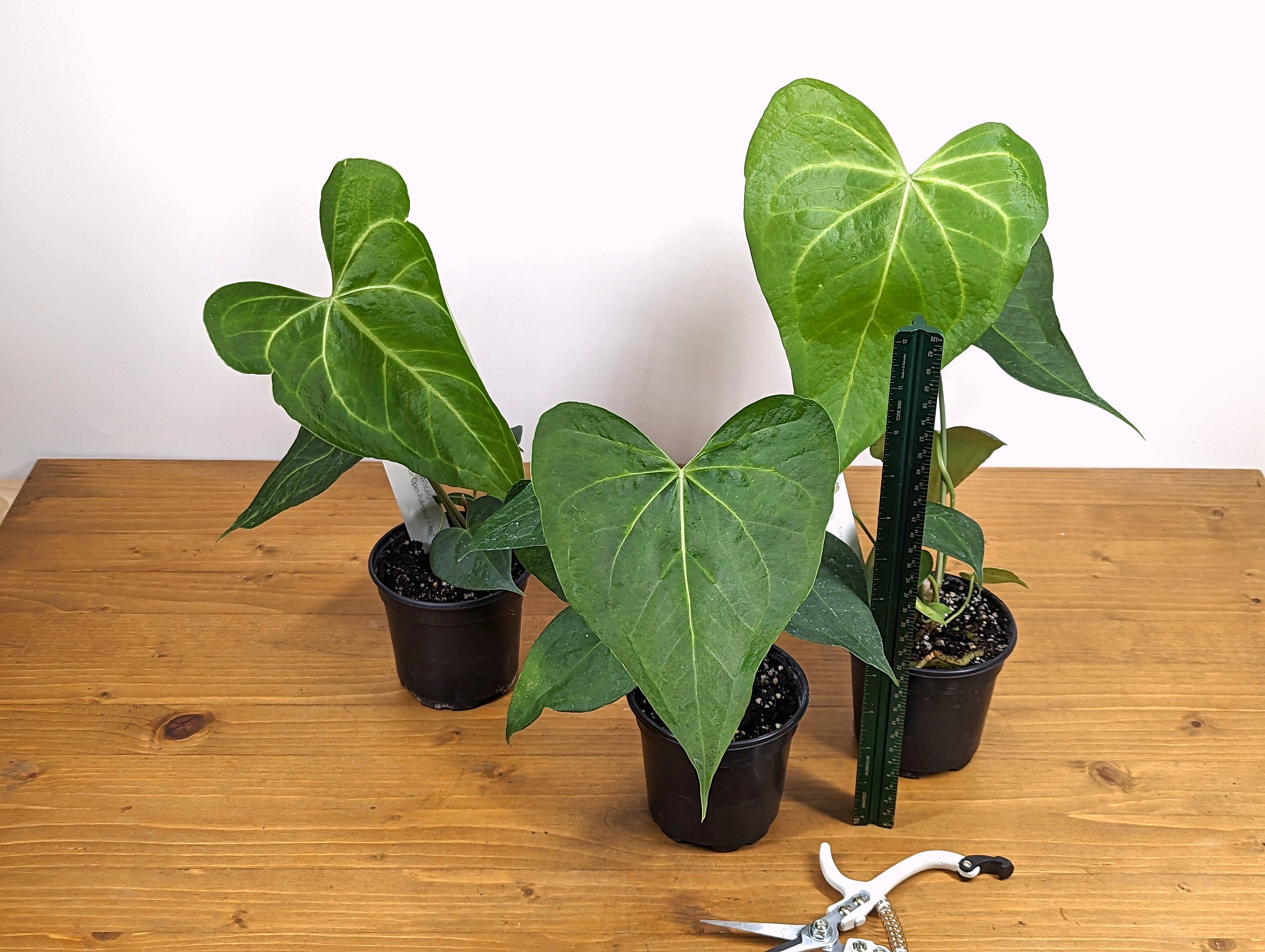 Large Anthurium clarinervium Open Pollinated Seed Grown - 4 Inch - Grower&