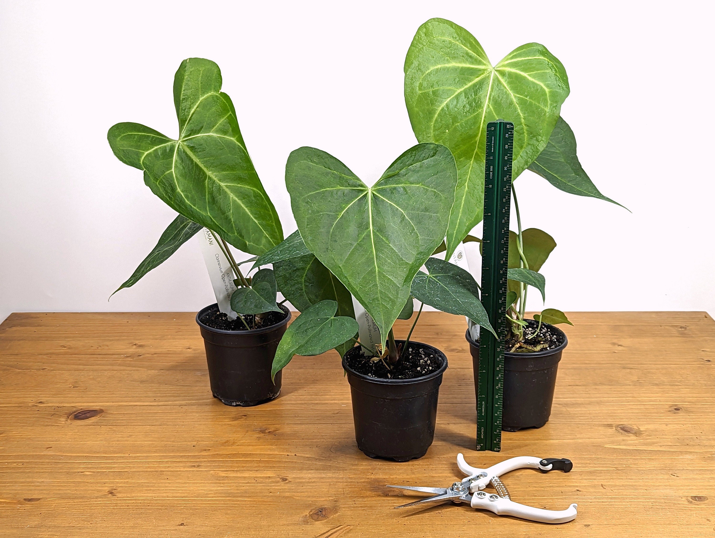 Large Anthurium clarinervium Open Pollinated Seed Grown - 4 Inch - Grower&