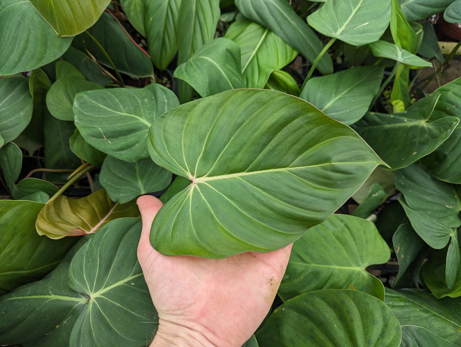 Philodendron Pink Glory (gloriosum x lynamii)