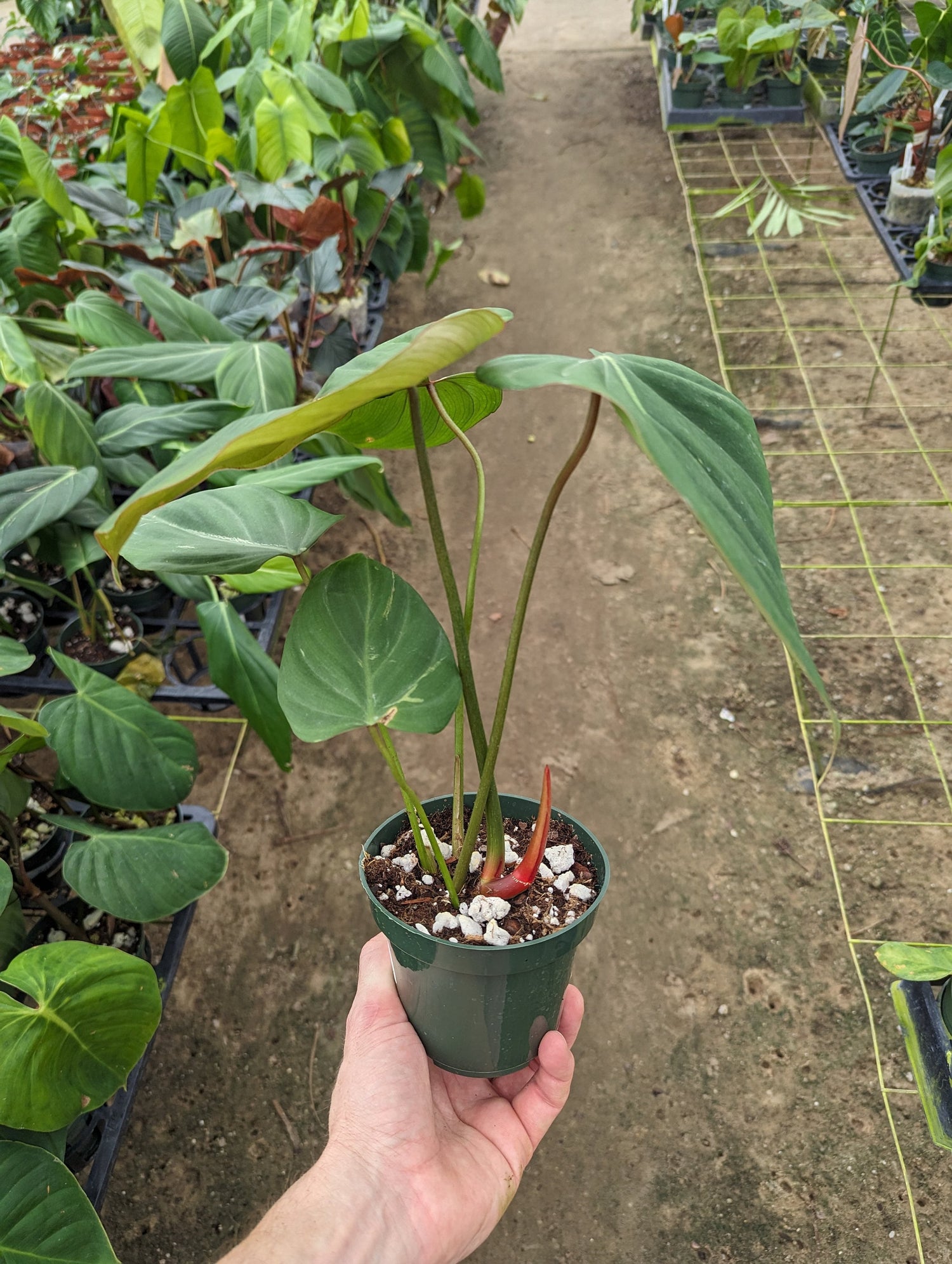 Philodendron Pink Glory (gloriosum x lynamii)