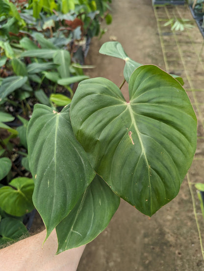 Philodendron Pink Glory (gloriosum x lynamii)