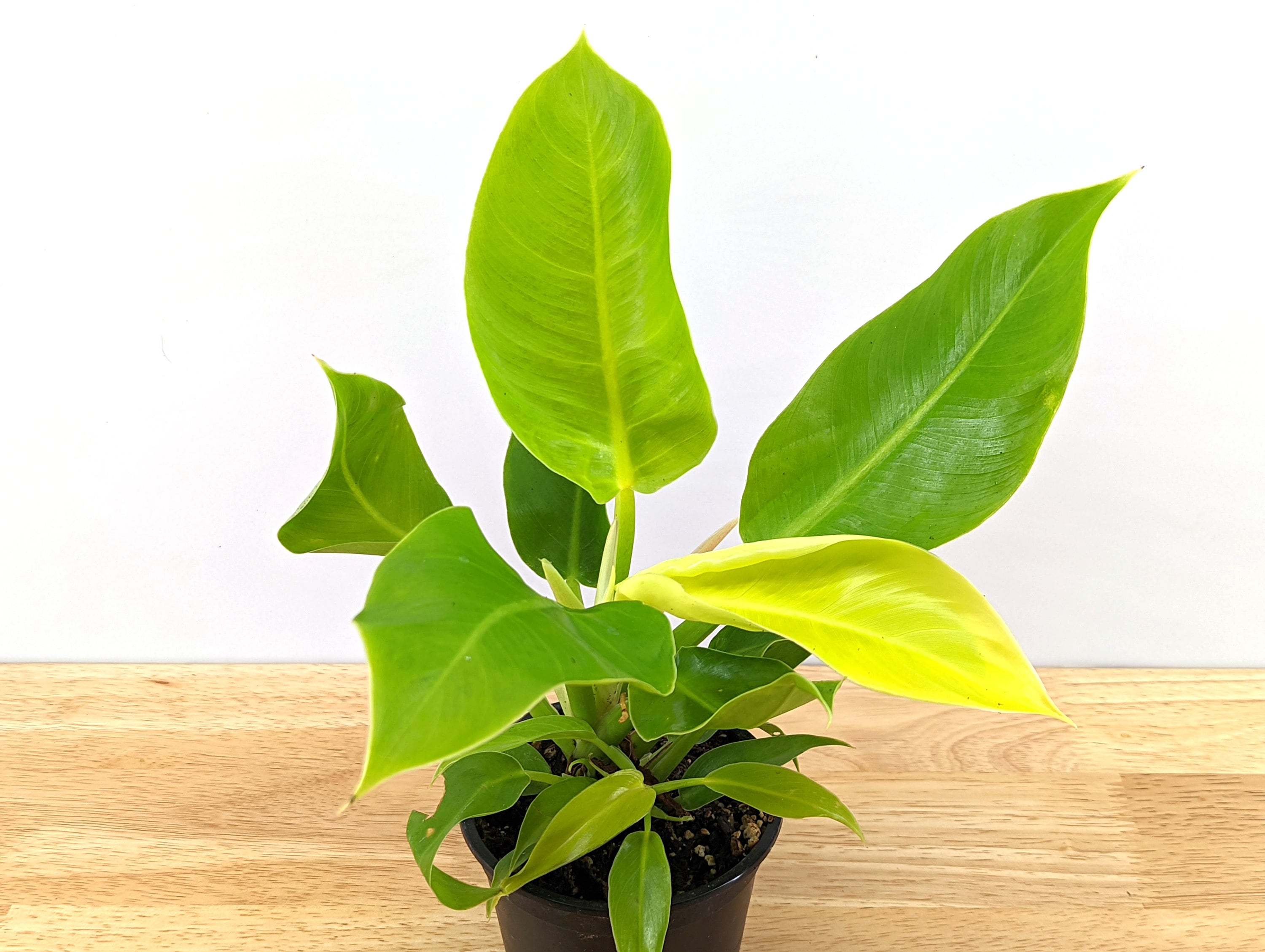 Philodendron Moonlight | 4 Inch or 6 inch pot