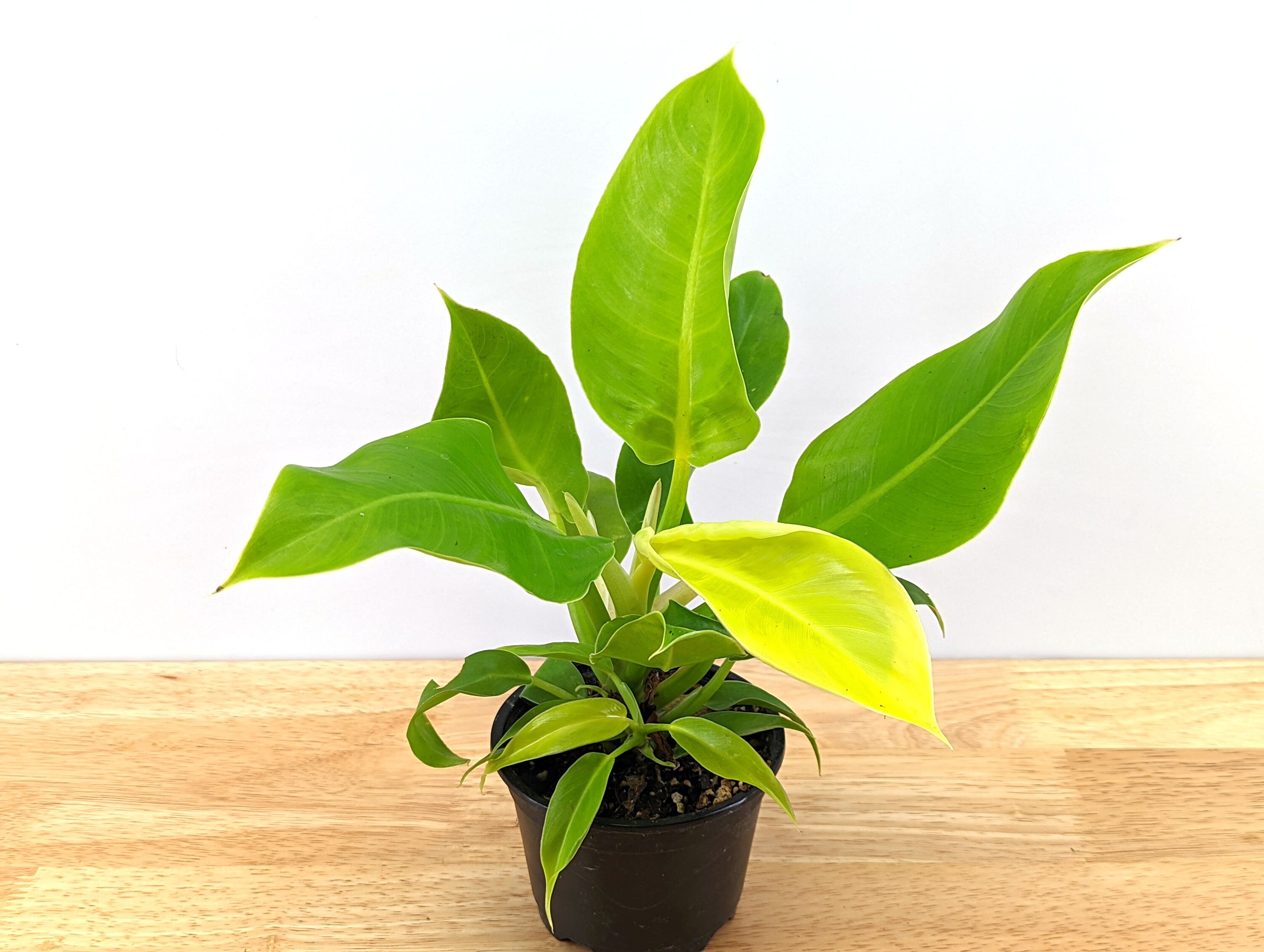 Philodendron Moonlight | 4 Inch or 6 inch pot