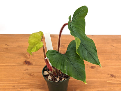 Philodendron Squamicaule