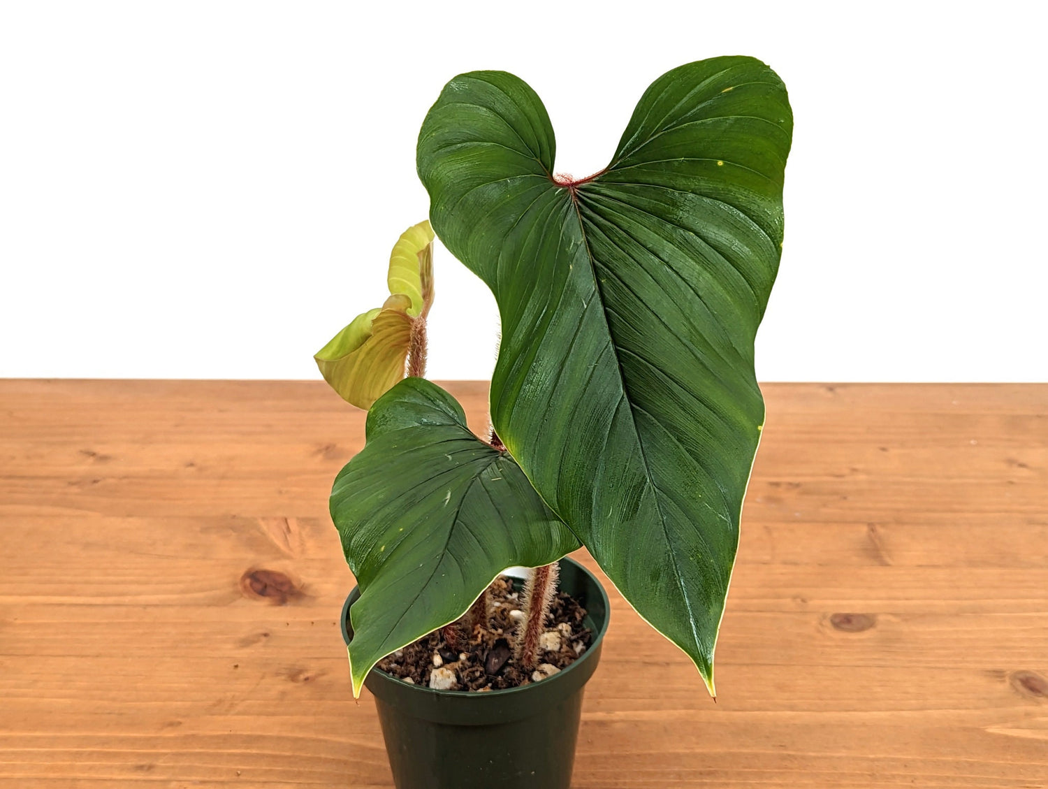 Philodendron Squamicaule